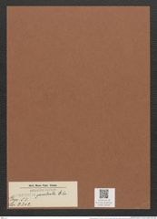 Surirella praetexta Ehr. (de-Toni-Nr.: Genus 53, Species 2302) Zeichnungen Sammlung Grunow Mappe 02505 (Herbarium_W_Grunow_drawings_Folder_02505)